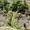 Plants: image 114 Of 208 Thumb